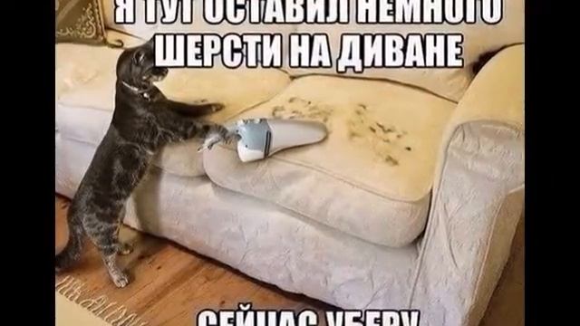 Кошки и котята 8 смотреть онлайн