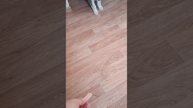 Как без любимой колбаски?! #рекомендации #обзор #собака #топ #тюмень #хаски #дети смотреть онлайн