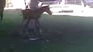 Как писает лошадь