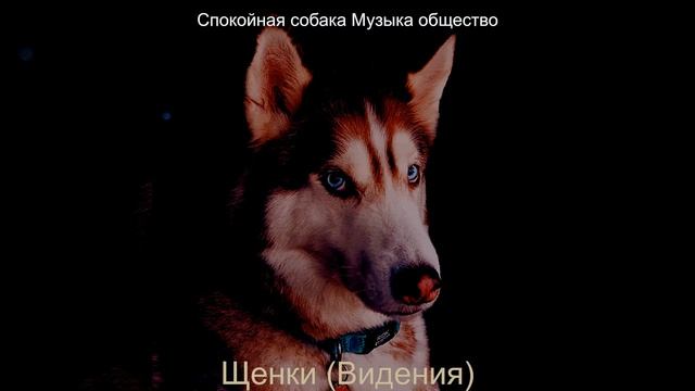 Созерцая (Спокойные собаки) смотреть онлайн