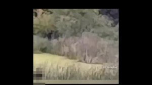 Бигфут в лесу 1