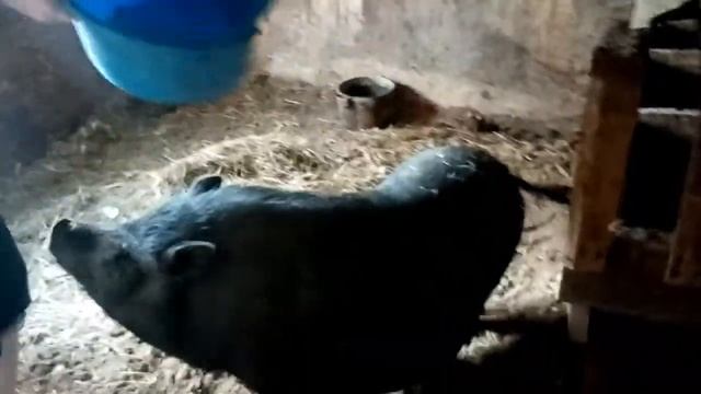Управляемся. Забиваем индюка. Может ли раздоиться не котная коза? смотреть онлайн