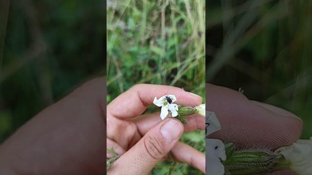#silene #silenelatifolia #capraecavoli #silenebianca #imparare #capra #goat #goatfarming #goats смотреть онлайн