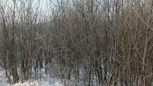 прогулка на болоте смотреть онлайн