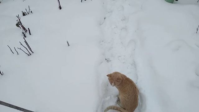 кот не хочет гулять смотреть онлайн