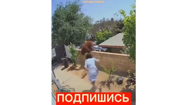 Медведь vs собаки vs Женщина. Женщина и собаки против медведя смотреть онлайн