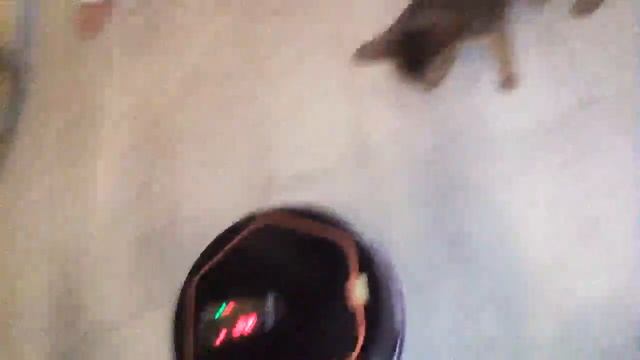 Кошка vs робот пылесос смотреть онлайн