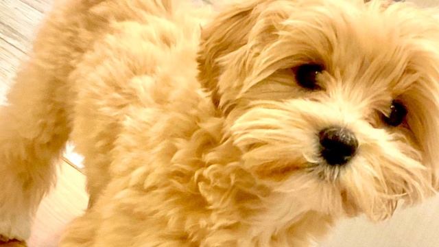 У меня собака няшная ￼ ￼ смотреть онлайн