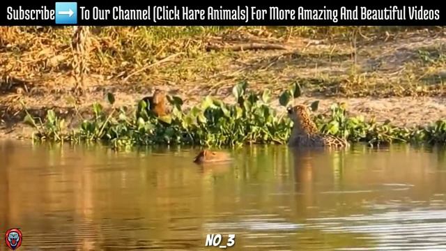 🔥Top 5 Best Jaguar Vs Capybara Moments (Click Hare Animals) смотреть онлайн