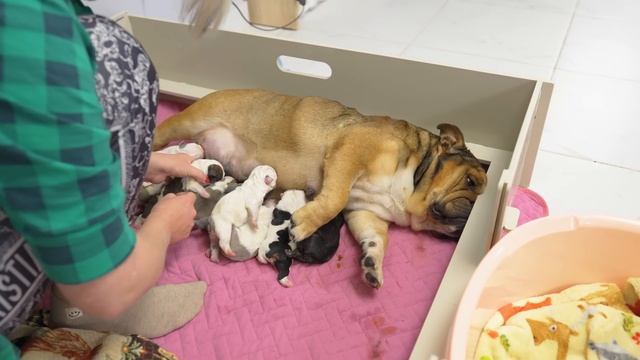 Собака увидела своих щенков впервые! Реакция собаки на щенков, которых она родила 3 часа назад. смотреть онлайн