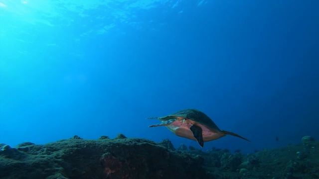 Les tortues du jour смотреть онлайн