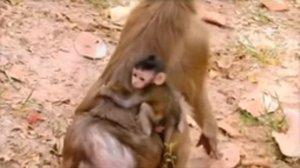 Макака опять ждет ребенка?