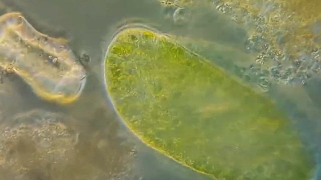 Инфузории Paramecium bursaria. \\\\ Ciliates Paramecium bursaria смотреть онлайн