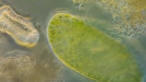 Инфузории Paramecium bursaria. \\\\ Ciliates Paramecium bursaria