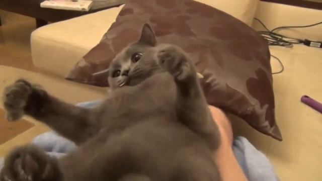 Кот гавкает смотреть онлайн