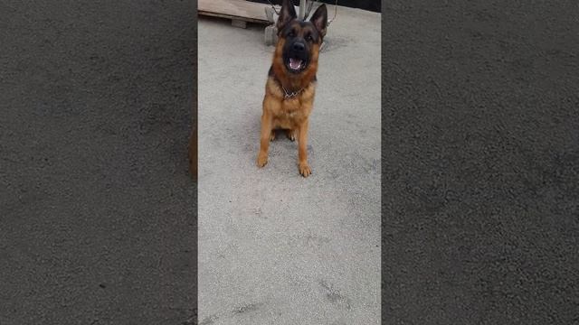Training dog German shepherd Harley gard dog and protecen dog training gard смотреть онлайн
