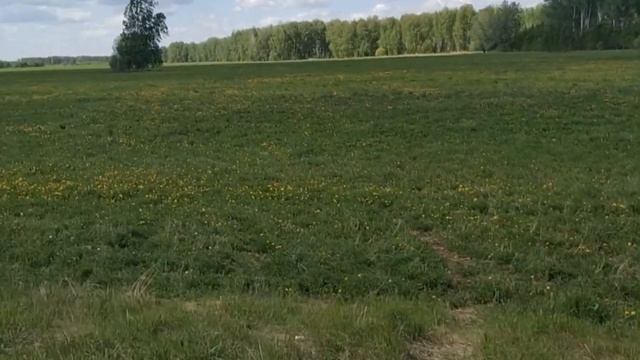 Цветочная пыльца из Сибири смотреть онлайн