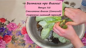 Болталка про Фиалки! Выпуск 32: Омоложение Фиалок (Сенполий)! Укоронение листиков черенков!