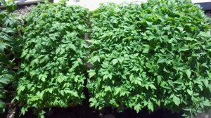 При каких температурах можно высаживать томаты на улицу?  Отвечаю на вопросы зрителей.