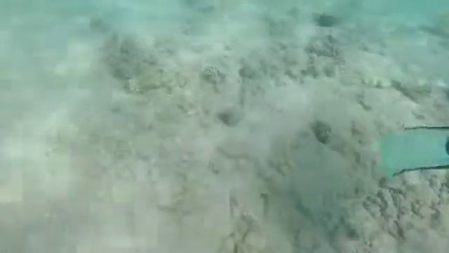 Snorkel in Hurghada, Egypt - sepia / cuttlefish near beach - Mercure Hotel 2018 смотреть онлайн