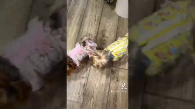 Чихуахуа #йоркомания #йоркширскийтерьер #собака #песик #york #йорки #собаки #yorki #йорк #собаки смотреть онлайн