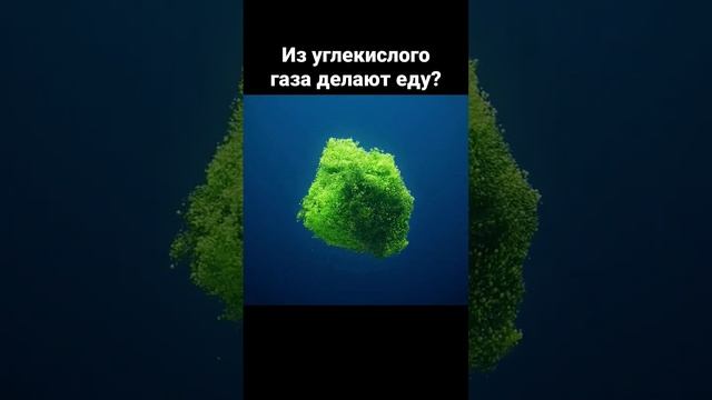 Из углекислого газа делают еду?