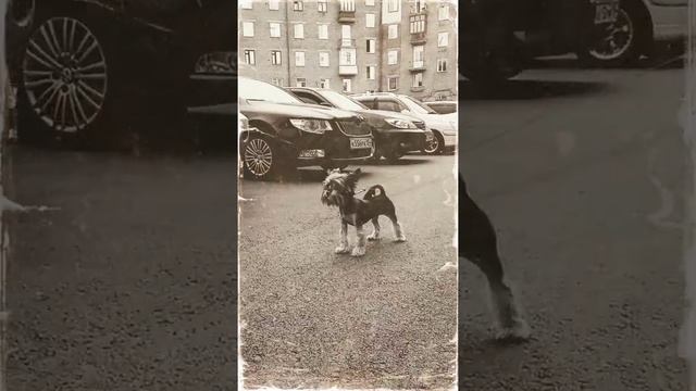 Собака Баскервилей смотреть онлайн