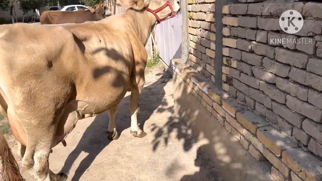 ТОЗЗА ШВЕД СИММЕНТАЛ СИГИРЛАР ЗУРЛАРИ ☎️+998 99 369 00 55 👍 SOTILADIGON SIGORLAR 10 сентября 2023 г