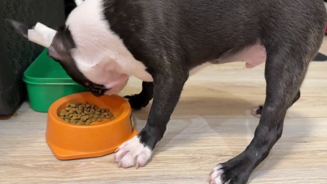 Один день из жизни щенка🤣 Тайсон бостон терьер. Видео для тех, кто хочет собаку) Смешные животные смотреть онлайн