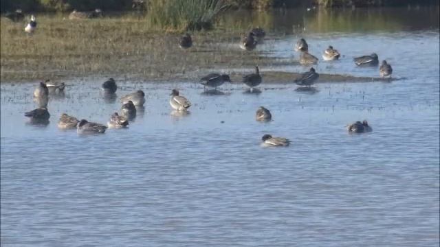 Réserve naturelle de Saint Denis du Payré смотреть онлайн