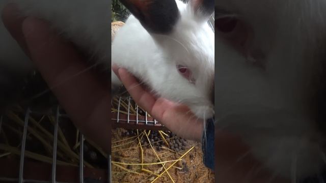 Ушастые красотки смотреть онлайн