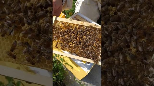 Бакфаст-лучшие матки #shorts #бакфаст #пчеловодство #мед #пасека смотреть онлайн