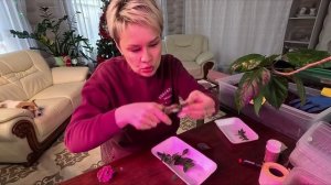 ЧЕРЕНКОВАНИЕ ПЕТУНИИ КОРНИ БУДУТ 100%.