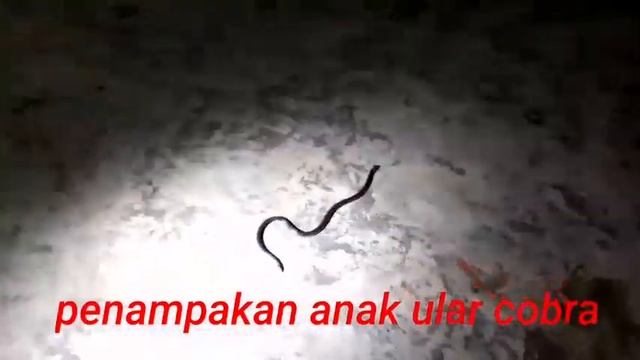 PENAMPAKAN ULAR DI AREAL WORKSHOP#King Cobra#predator#ular