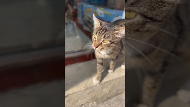 Кися смотреть онлайн