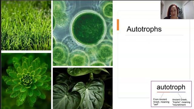 Ecosystems And Energy (Part 2 Of 2)
