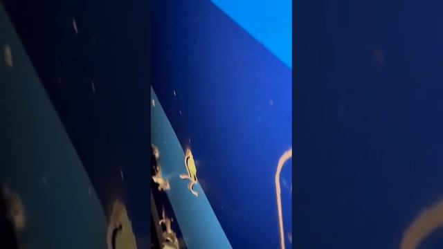 ⚡️Сообщается, что рухнувший в Казахстане самолет мог быть случайно задет средствами ПВО смотреть онлайн