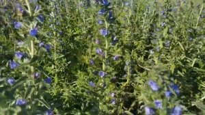 Медоносная база для Сибирского мёда и пчёл Бакфаст