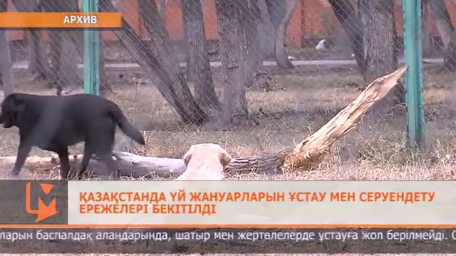 Қазақстанда үй жануарларын ұстау мен серуендету ережелері бекітілді смотреть онлайн