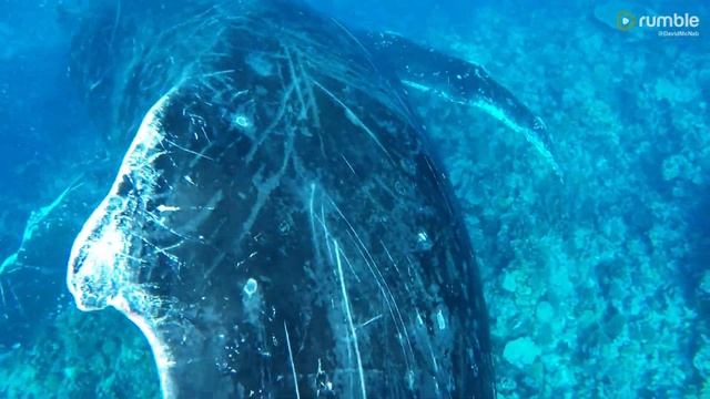 Swimmers Scramble To Move When Humpback Whale Pod Bears Down On Them