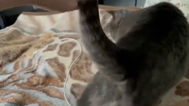 17.07.2020 - Кошка Дельфина (теперь Юми) уехала домой!(видео из дома) смотреть онлайн