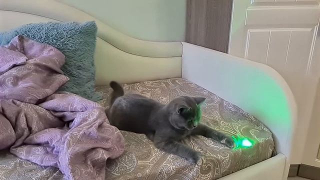№176 Котенок Санта познакомилась с лазерной указкой (#британские #кошки #happy #cats) смотреть онлайн