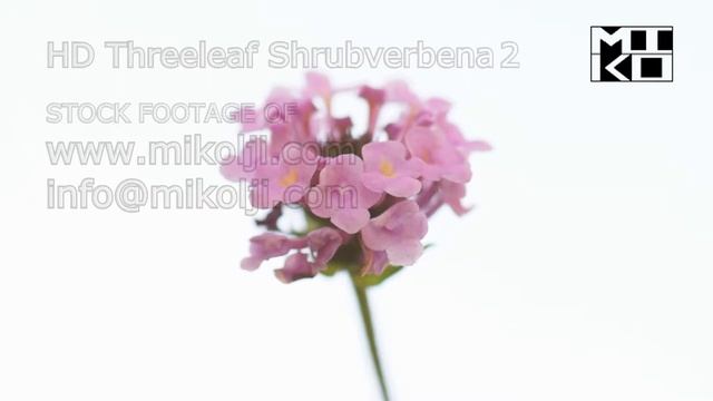 Threeleaf Shrubverbena Flowers Lantana Trifolia HD Stock Video Footage 2