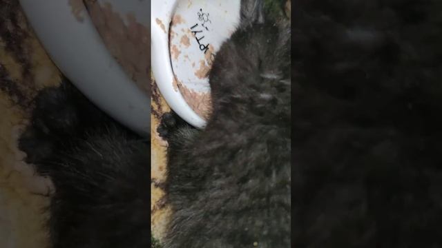 Котят отдам заботливым хозяевам!!! смотреть онлайн