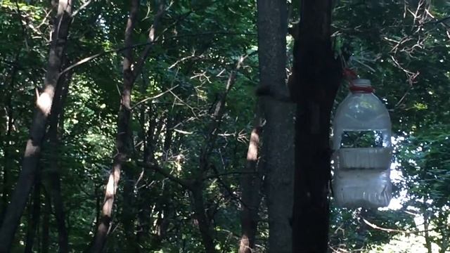 прогулка в лесу с папой. встреча с белкой смотреть онлайн