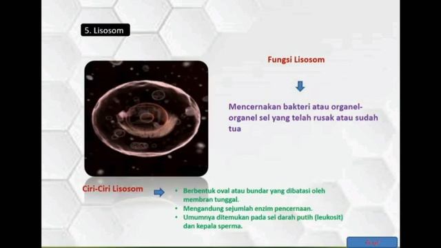 Sel kelas XI смотреть онлайн