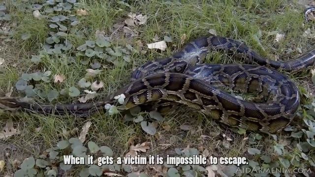 Yerevan Zoo смотреть онлайн