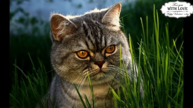В главной роли дурочёк Спайдер и коты смотреть онлайн