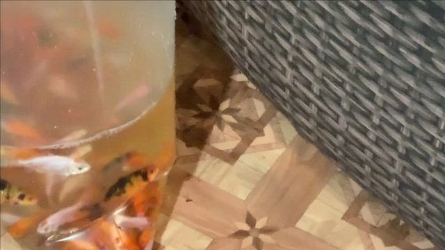 106 карпов кои в пруду в гараже смотреть онлайн