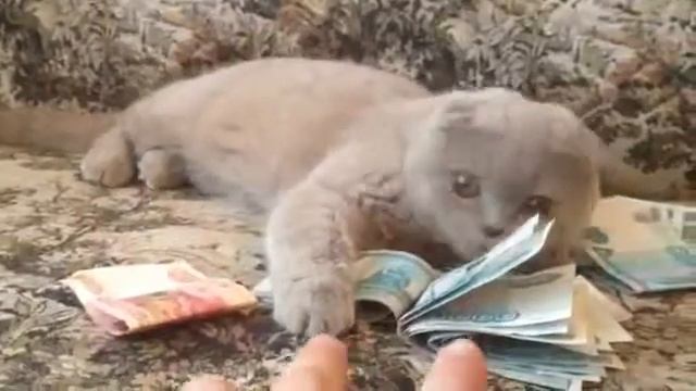 Кот не даёт взять деньги смотреть онлайн